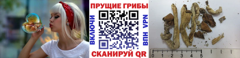 Галлюциногенные грибы мицелий  Купить закладки  Сасово 